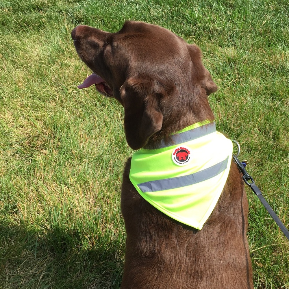 Safety Bandana for your Dog (up to 110 lbs)